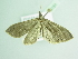  ( - BC ZSM Lep 94151)  @13 [ ] CreativeCommons - Attribution Non-Commercial Share-Alike (2016) SNSB, Staatliche Naturwissenschaftliche Sammlungen Bayerns ZSM (SNSB, Zoologische Staatssammlung Muenchen)