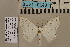  (Somatina figurata candidaDS01 - BC ZSM Lep 94155)  @11 [ ] CreativeCommons - Attribution Non-Commercial Share-Alike (2019) SNSB, Staatliche Naturwissenschaftliche Sammlungen Bayerns ZSM (SNSB, Zoologische Staatssammlung Muenchen)