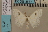  (Problepsis digammata - BC ZSM Lep 94159)  @14 [ ] CreativeCommons - Attribution Non-Commercial Share-Alike (2019) SNSB, Staatliche Naturwissenschaftliche Sammlungen Bayerns ZSM (SNSB, Zoologische Staatssammlung Muenchen)