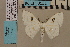  (Problepsis neumanni DS04 - BC ZSM Lep 94163)  @13 [ ] CreativeCommons - Attribution Non-Commercial Share-Alike (2019) SNSB, Staatliche Naturwissenschaftliche Sammlungen Bayerns ZSM (SNSB, Zoologische Staatssammlung Muenchen)