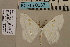  (Problepsis neumanni DS02 - BC ZSM Lep 94164)  @13 [ ] CreativeCommons - Attribution Non-Commercial Share-Alike (2019) SNSB, Staatliche Naturwissenschaftliche Sammlungen Bayerns ZSM (SNSB, Zoologische Staatssammlung Muenchen)