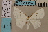  (Problepsis neumanni DS03 - BC ZSM Lep 94166)  @13 [ ] CreativeCommons - Attribution Non-Commercial Share-Alike (2016) SNSB, Staatliche Naturwissenschaftliche Sammlungen Bayerns ZSM (SNSB, Zoologische Staatssammlung Muenchen)