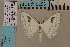  ( - BC ZSM Lep 94167)  @14 [ ] CreativeCommons - Attribution Non-Commercial Share-Alike (2016) SNSB, Staatliche Naturwissenschaftliche Sammlungen Bayerns ZSM (SNSB, Zoologische Staatssammlung Muenchen)
