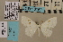 (Problepsis neumanni DS06 - BC ZSM Lep 94172)  @13 [ ] CreativeCommons - Attribution Non-Commercial Share-Alike (2016) SNSB, Staatliche Naturwissenschaftliche Sammlungen Bayerns ZSM (SNSB, Zoologische Staatssammlung Muenchen)