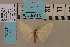  (Problepsis ctenophora - BC ZSM Lep 94173)  @13 [ ] CreativeCommons - Attribution Non-Commercial Share-Alike (2016) SNSB, Staatliche Naturwissenschaftliche Sammlungen Bayerns ZSM (SNSB, Zoologische Staatssammlung Muenchen)
