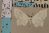  (Problepsis neumanni DS05 - BC ZSM Lep 94174)  @13 [ ] CreativeCommons - Attribution Non-Commercial Share-Alike (2016) SNSB, Staatliche Naturwissenschaftliche Sammlungen Bayerns ZSM (SNSB, Zoologische Staatssammlung Muenchen)