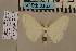  ( - BC ZSM Lep 94175)  @12 [ ] CreativeCommons - Attribution Non-Commercial Share-Alike (2016) SNSB, Staatliche Naturwissenschaftliche Sammlungen Bayerns ZSM (SNSB, Zoologische Staatssammlung Muenchen)