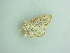  ( - BC ZSM Lep 94195)  @11 [ ] CreativeCommons - Attribution Non-Commercial Share-Alike (2016) SNSB, Staatliche Naturwissenschaftliche Sammlungen Bayerns ZSM (SNSB, Zoologische Staatssammlung Muenchen)