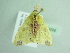  ( - BC ZSM Lep 94206)  @13 [ ] CreativeCommons - Attribution Non-Commercial Share-Alike (2016) SNSB, Staatliche Naturwissenschaftliche Sammlungen Bayerns ZSM (SNSB, Zoologische Staatssammlung Muenchen)