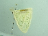  ( - BC ZSM Lep 94207)  @13 [ ] CreativeCommons - Attribution Non-Commercial Share-Alike (2016) SNSB, Staatliche Naturwissenschaftliche Sammlungen Bayerns ZSM (SNSB, Zoologische Staatssammlung Muenchen)