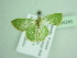  (Thetidia undulilineaAH01Ca - BC ZSM Lep 94245)  @13 [ ] CreativeCommons - Attribution Non-Commercial Share-Alike (2016) SNSB, Staatliche Naturwissenschaftliche Sammlungen Bayerns ZSM (SNSB, Zoologische Staatssammlung Muenchen)