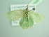  ( - BC ZSM Lep 98280)  @11 [ ] CreativeCommons - Attribution Non-Commercial Share-Alike (2017) SNSB, Staatliche Naturwissenschaftliche Sammlungen Bayerns ZSM (SNSB, Zoologische Staatssammlung Muenchen)