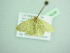  ( - BC ZSM Lep 98298)  @11 [ ] CreativeCommons - Attribution Non-Commercial Share-Alike (2017) SNSB, Staatliche Naturwissenschaftliche Sammlungen Bayerns ZSM (SNSB, Zoologische Staatssammlung Muenchen)