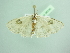 (Problepsis mozambica - BC ZSM Lep 98336)  @12 [ ] CreativeCommons - Attribution Non-Commercial Share-Alike (2017) SNSB, Staatliche Naturwissenschaftliche Sammlungen Bayerns ZSM (SNSB, Zoologische Staatssammlung Muenchen)