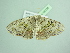  ( - BC ZSM Lep 98338)  @11 [ ] CreativeCommons - Attribution Non-Commercial Share-Alike (2017) SNSB, Staatliche Naturwissenschaftliche Sammlungen Bayerns ZSM (SNSB, Zoologische Staatssammlung Muenchen)