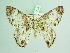  ( - BC ZSM Lep 98378)  @13 [ ] CreativeCommons - Attribution Non-Commercial Share-Alike (2017) SNSB, Staatliche Naturwissenschaftliche Sammlungen Bayerns ZSM (SNSB, Zoologische Staatssammlung Muenchen)