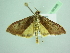  ( - BC ZSM Lep 98388)  @13 [ ] CreativeCommons - Attribution Non-Commercial Share-Alike (2017) SNSB, Staatliche Naturwissenschaftliche Sammlungen Bayerns ZSM (SNSB, Zoologische Staatssammlung Muenchen)