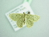  ( - BC ZSM Lep 98620)  @11 [ ] CreativeCommons - Attribution Non-Commercial Share-Alike (2017) SNSB, Staatliche Naturwissenschaftliche Sammlungen Bayerns ZSM (SNSB, Zoologische Staatssammlung Muenchen)