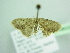  ( - BC ZSM Lep 98633)  @12 [ ] CreativeCommons - Attribution Non-Commercial Share-Alike (2017) SNSB, Staatliche Naturwissenschaftliche Sammlungen Bayerns ZSM (SNSB, Zoologische Staatssammlung Muenchen)