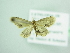  (Idaea AH05Zm - BC ZSM Lep 98639)  @13 [ ] CreativeCommons - Attribution Non-Commercial Share-Alike (2017) SNSB, Staatliche Naturwissenschaftliche Sammlungen Bayerns ZSM (SNSB, Zoologische Staatssammlung Muenchen)