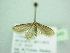  ( - BC ZSM Lep 98643)  @11 [ ] CreativeCommons - Attribution Non-Commercial Share-Alike (2017) SNSB, Staatliche Naturwissenschaftliche Sammlungen Bayerns ZSM (SNSB, Zoologische Staatssammlung Muenchen)