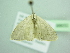  ( - BC ZSM Lep 98650)  @13 [ ] CreativeCommons - Attribution Non-Commercial Share-Alike (2017) SNSB, Staatliche Naturwissenschaftliche Sammlungen Bayerns ZSM (SNSB, Zoologische Staatssammlung Muenchen)