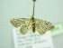  (Scopula tornisecta - BC ZSM Lep 98653)  @14 [ ] CreativeCommons - Attribution Non-Commercial Share-Alike (2017) SNSB, Staatliche Naturwissenschaftliche Sammlungen Bayerns ZSM (SNSB, Zoologische Staatssammlung Muenchen)