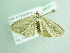  ( - BC ZSM Lep 98663)  @13 [ ] CreativeCommons - Attribution Non-Commercial Share-Alike (2017) SNSB, Staatliche Naturwissenschaftliche Sammlungen Bayerns ZSM (SNSB, Zoologische Staatssammlung Muenchen)