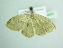  ( - BC ZSM Lep 98665)  @11 [ ] CreativeCommons - Attribution Non-Commercial Share-Alike (2017) SNSB, Staatliche Naturwissenschaftliche Sammlungen Bayerns ZSM (SNSB, Zoologische Staatssammlung Muenchen)