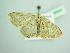  ( - BC ZSM Lep 98668)  @13 [ ] CreativeCommons - Attribution Non-Commercial Share-Alike (2017) SNSB, Staatliche Naturwissenschaftliche Sammlungen Bayerns ZSM (SNSB, Zoologische Staatssammlung Muenchen)