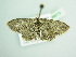  ( - BC ZSM Lep 98673)  @11 [ ] CreativeCommons - Attribution Non-Commercial Share-Alike (2017) SNSB, Staatliche Naturwissenschaftliche Sammlungen Bayerns ZSM (SNSB, Zoologische Staatssammlung Muenchen)