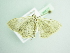  ( - BC ZSM Lep 98677)  @11 [ ] CreativeCommons - Attribution Non-Commercial Share-Alike (2017) SNSB, Staatliche Naturwissenschaftliche Sammlungen Bayerns ZSM (SNSB, Zoologische Staatssammlung Muenchen)