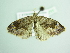  ( - BC ZSM Lep 98711)  @12 [ ] CreativeCommons - Attribution Non-Commercial Share-Alike (2017) SNSB, Staatliche Naturwissenschaftliche Sammlungen Bayerns ZSM (SNSB, Zoologische Staatssammlung Muenchen)