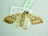  ( - BC ZSM Lep 98715)  @12 [ ] CreativeCommons - Attribution Non-Commercial Share-Alike (2017) SNSB, Staatliche Naturwissenschaftliche Sammlungen Bayerns ZSM (SNSB, Zoologische Staatssammlung Muenchen)