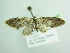  ( - BC ZSM Lep 98739)  @12 [ ] CreativeCommons - Attribution Non-Commercial Share-Alike (2017) SNSB, Staatliche Naturwissenschaftliche Sammlungen Bayerns ZSM (SNSB, Zoologische Staatssammlung Muenchen)