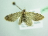  ( - BC ZSM Lep 98743)  @11 [ ] CreativeCommons - Attribution Non-Commercial Share-Alike (2017) SNSB, Staatliche Naturwissenschaftliche Sammlungen Bayerns ZSM (SNSB, Zoologische Staatssammlung Muenchen)