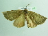  ( - BC ZSM Lep 98788)  @11 [ ] CreativeCommons - Attribution Non-Commercial Share-Alike (2017) SNSB, Staatliche Naturwissenschaftliche Sammlungen Bayerns ZSM (SNSB, Zoologische Staatssammlung Muenchen)
