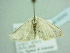  ( - BC ZSM Lep add 00242)  @12 [ ] CreativeCommons - Attribution Non-Commercial Share-Alike (2016) SNSB, Staatliche Naturwissenschaftliche Sammlungen Bayerns ZSM (SNSB, Zoologische Staatssammlung Muenchen)