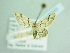  ( - BC ZSM Lep add 00243)  @12 [ ] CreativeCommons - Attribution Non-Commercial Share-Alike (2016) SNSB, Staatliche Naturwissenschaftliche Sammlungen Bayerns ZSM (SNSB, Zoologische Staatssammlung Muenchen)