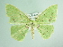  ( - BC ZSM Lep add 00255)  @13 [ ] CreativeCommons - Attribution Non-Commercial Share-Alike (2016) SNSB, Staatliche Naturwissenschaftliche Sammlungen Bayerns ZSM (SNSB, Zoologische Staatssammlung Muenchen)