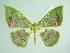  ( - BC ZSM Lep add 00263)  @15 [ ] CreativeCommons - Attribution Non-Commercial Share-Alike (2016) SNSB, Staatliche Naturwissenschaftliche Sammlungen Bayerns ZSM (SNSB, Zoologische Staatssammlung Muenchen)