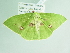  ( - BC ZSM Lep add 00265)  @13 [ ] CreativeCommons - Attribution Non-Commercial Share-Alike (2016) SNSB, Staatliche Naturwissenschaftliche Sammlungen Bayerns ZSM (SNSB, Zoologische Staatssammlung Muenchen)