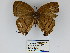 ( - CP Lep 0208)  @13 [ ] CreativeCommons - Attribution Non-Commercial Share-Alike (2016) SNSB, Staatliche Naturwissenschaftliche Sammlungen Bayerns ZSM (SNSB, Zoologische Staatssammlung Muenchen)