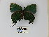  ( - CP Lep 0238)  @11 [ ] CreativeCommons - Attribution Non-Commercial Share-Alike (2016) SNSB, Staatliche Naturwissenschaftliche Sammlungen Bayerns ZSM (SNSB, Zoologische Staatssammlung Muenchen)