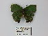  ( - CP Lep 0245)  @13 [ ] CreativeCommons - Attribution Non-Commercial Share-Alike (2016) SNSB, Staatliche Naturwissenschaftliche Sammlungen Bayerns ZSM (SNSB, Zoologische Staatssammlung Muenchen)