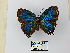  ( - CP Lep 0322)  @11 [ ] CreativeCommons - Attribution Non-Commercial Share-Alike (2016) SNSB, Staatliche Naturwissenschaftliche Sammlungen Bayerns ZSM (SNSB, Zoologische Staatssammlung Muenchen)