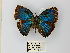  ( - CP Lep 0323)  @11 [ ] CreativeCommons - Attribution Non-Commercial Share-Alike (2016) SNSB, Staatliche Naturwissenschaftliche Sammlungen Bayerns ZSM (SNSB, Zoologische Staatssammlung Muenchen)