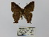  ( - CP Lep 0429)  @13 [ ] CreativeCommons - Attribution Non-Commercial Share-Alike (2016) SNSB, Staatliche Naturwissenschaftliche Sammlungen Bayerns ZSM (SNSB, Zoologische Staatssammlung Muenchen)