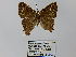  ( - CP Lep 0437)  @12 [ ] CreativeCommons - Attribution Non-Commercial Share-Alike (2016) SNSB, Staatliche Naturwissenschaftliche Sammlungen Bayerns ZSM (SNSB, Zoologische Staatssammlung Muenchen)
