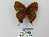  ( - CP Lep 0455)  @12 [ ] CreativeCommons - Attribution Non-Commercial Share-Alike (2016) SNSB, Staatliche Naturwissenschaftliche Sammlungen Bayerns ZSM (SNSB, Zoologische Staatssammlung Muenchen)